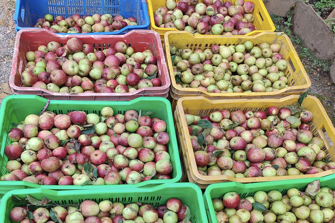 सतबाँझको स्याउ बजारमा 